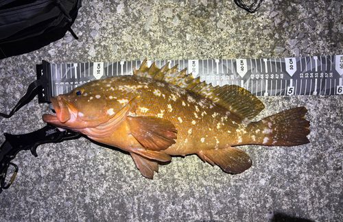 アコウの釣果