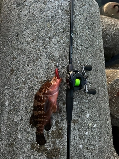 アコウの釣果