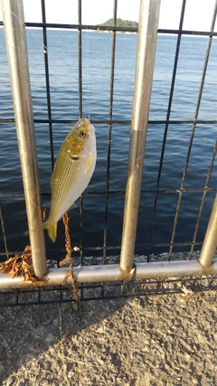 コノシロの釣果