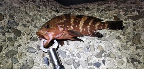 アコウの釣果