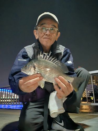 キチヌの釣果