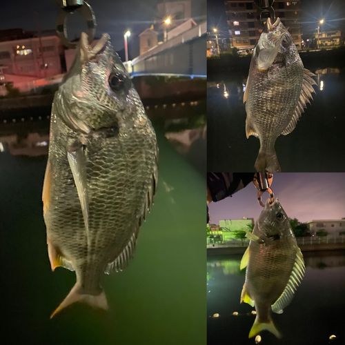 キビレの釣果