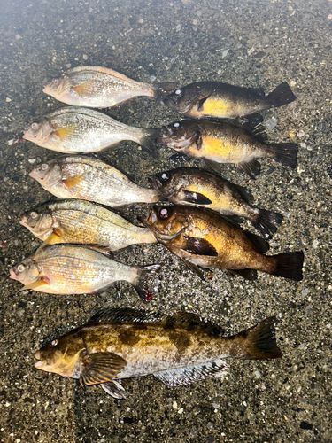アイナメの釣果