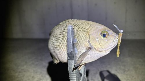 メジナの釣果