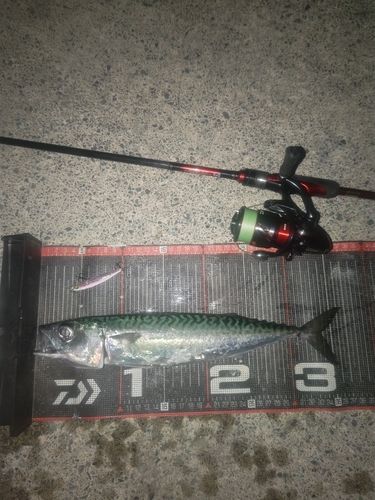 サバの釣果