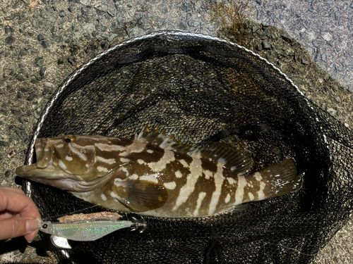 クエの釣果
