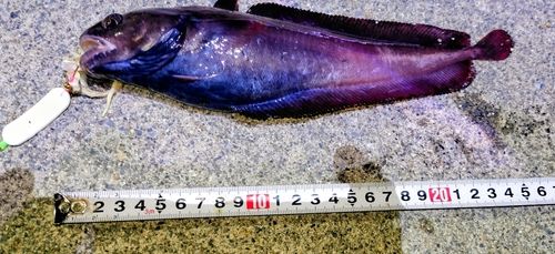 ドンコの釣果