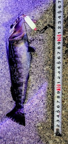 アイナメの釣果