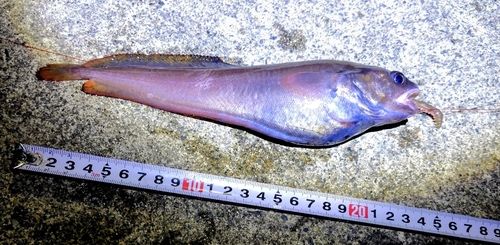 ドンコの釣果