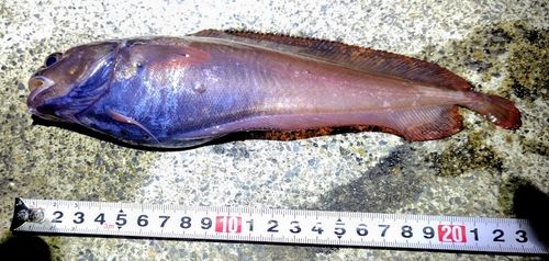 ドンコの釣果