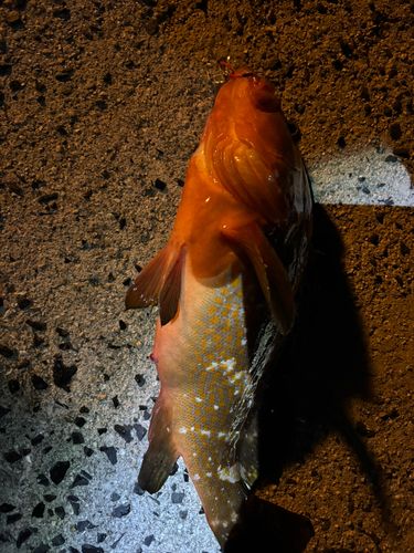 アコウの釣果