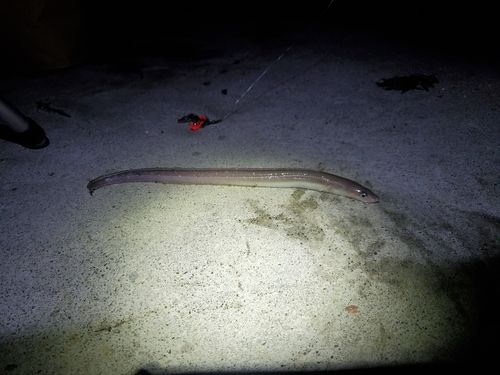 アナゴの釣果