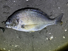 キビレの釣果