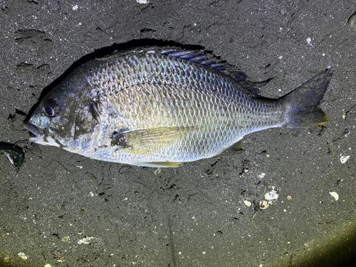 キビレの釣果