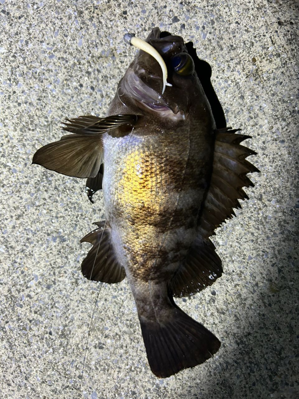 DAIWA 22HRF® (ハードロックフィッシュ) 79M・Qの最安値・インプレ