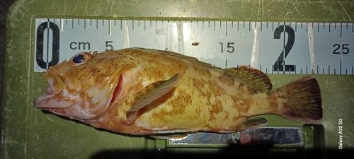 カサゴの釣果