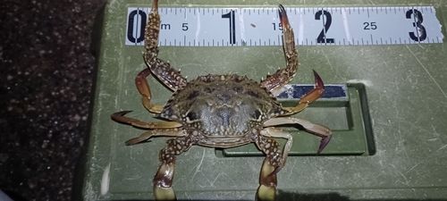 ワタリガニの釣果
