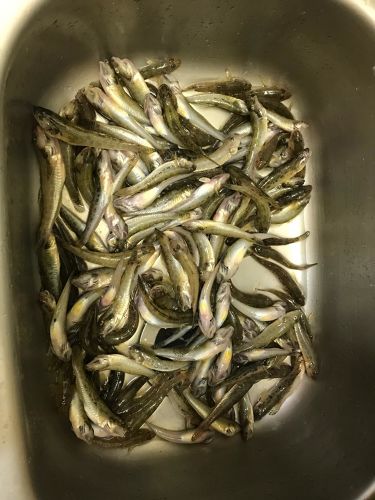 マハゼの釣果