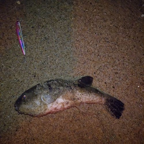 ヒガンフグの釣果