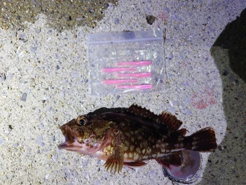釣果