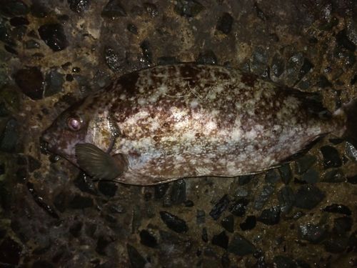 アイゴの釣果