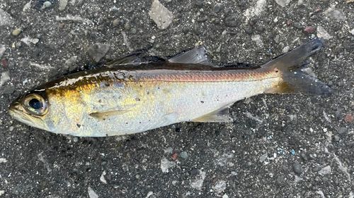 クロムツの釣果