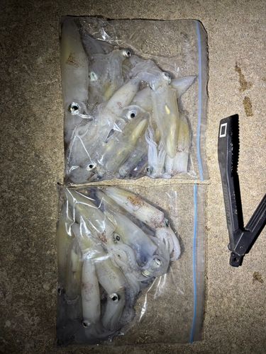 ヒイカの釣果