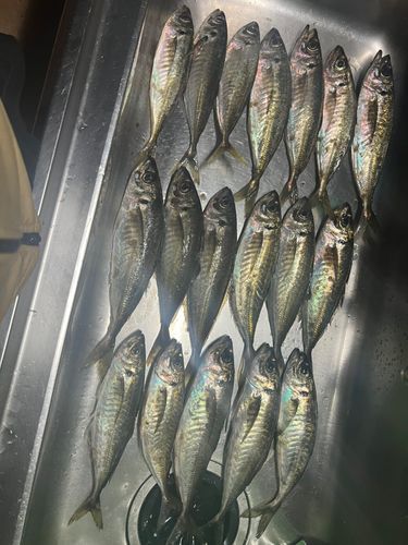 アジの釣果