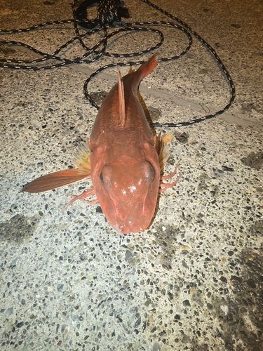 カナガシラの釣果
