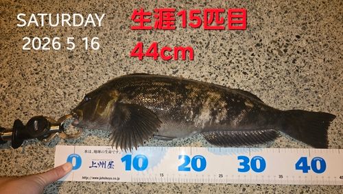 アイナメの釣果