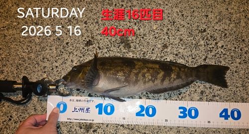 アイナメの釣果