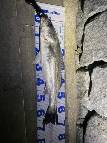 シーバスの釣果