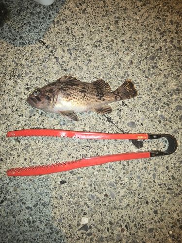 クロソイの釣果