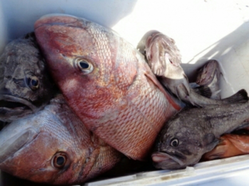 マダイの釣果