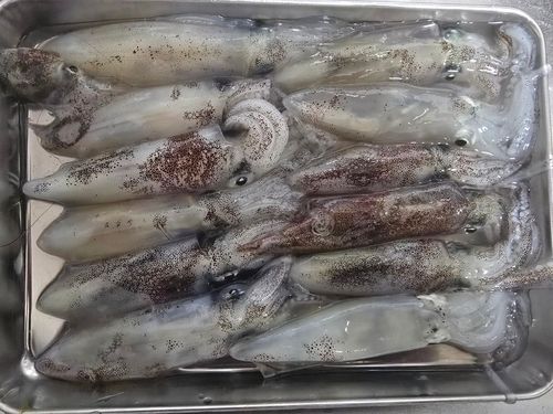 ヒイカの釣果