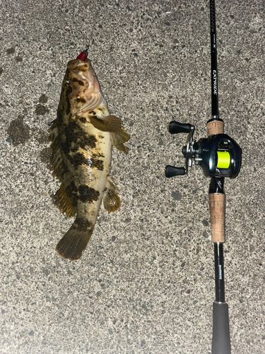 ベッコウゾイの釣果