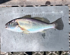 イシモチの釣果