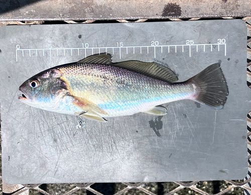 イシモチの釣果