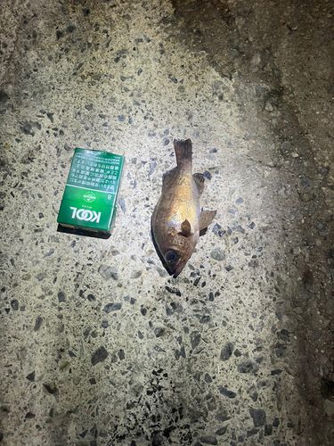 メバルの釣果