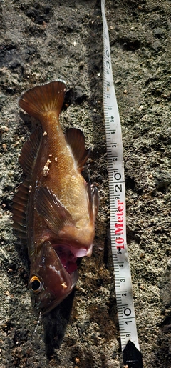 ガヤの釣果