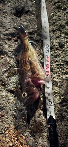 ガヤの釣果