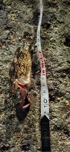 ガヤの釣果