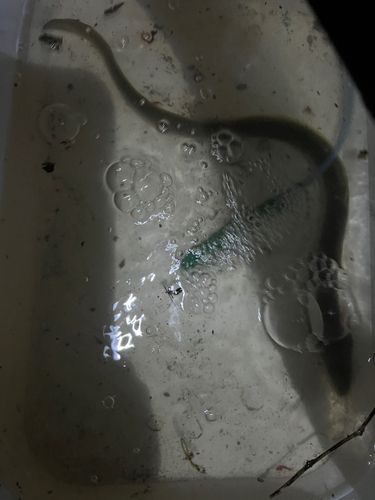 ウナギの釣果