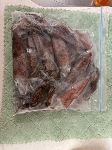 ヒイカの釣果