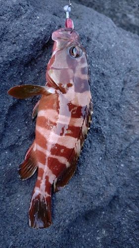 アカハタの釣果