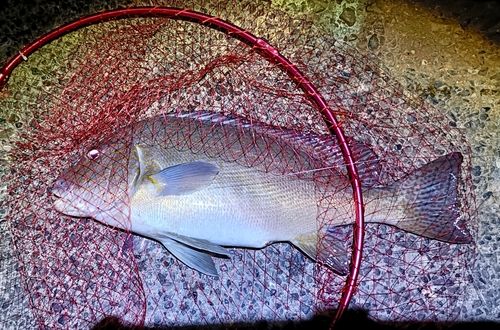 コロダイの釣果