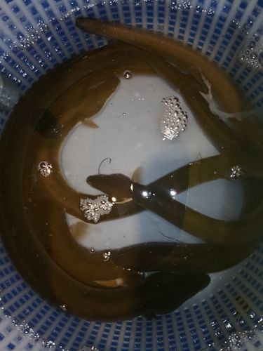 ウナギの釣果