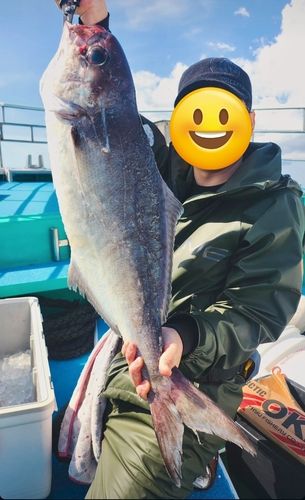 メダイの釣果