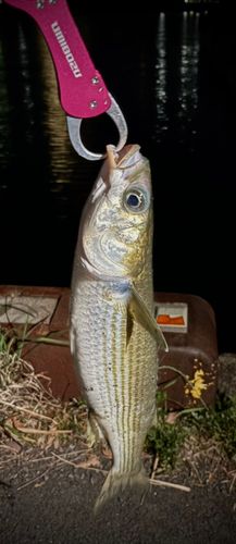ボラの釣果