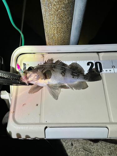 メバルの釣果